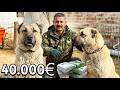 40,000 Euros Turkish Kangal Dogs | The World’s Most Valuable Guardian Breed