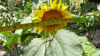 Sunspot Dwarf Gorgeous Sunflower