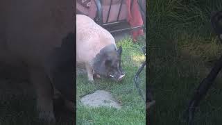 Pig Pot belly #animals #new #nice #farm #pet #shorts