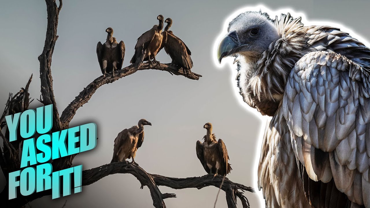 The Misunderstood Vultures Of The Spanish Sierra You Asked For It The Misunderstood Vultures Of The Spanish Sierra You Asked For It
