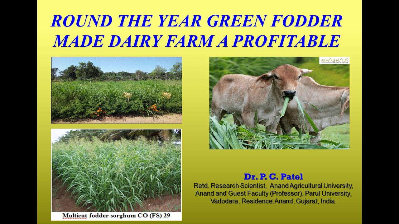 ROUND THE YEAR GREEN FODDER MADE DAIRY FARM A PROFITABLE- P. C. Patel ...