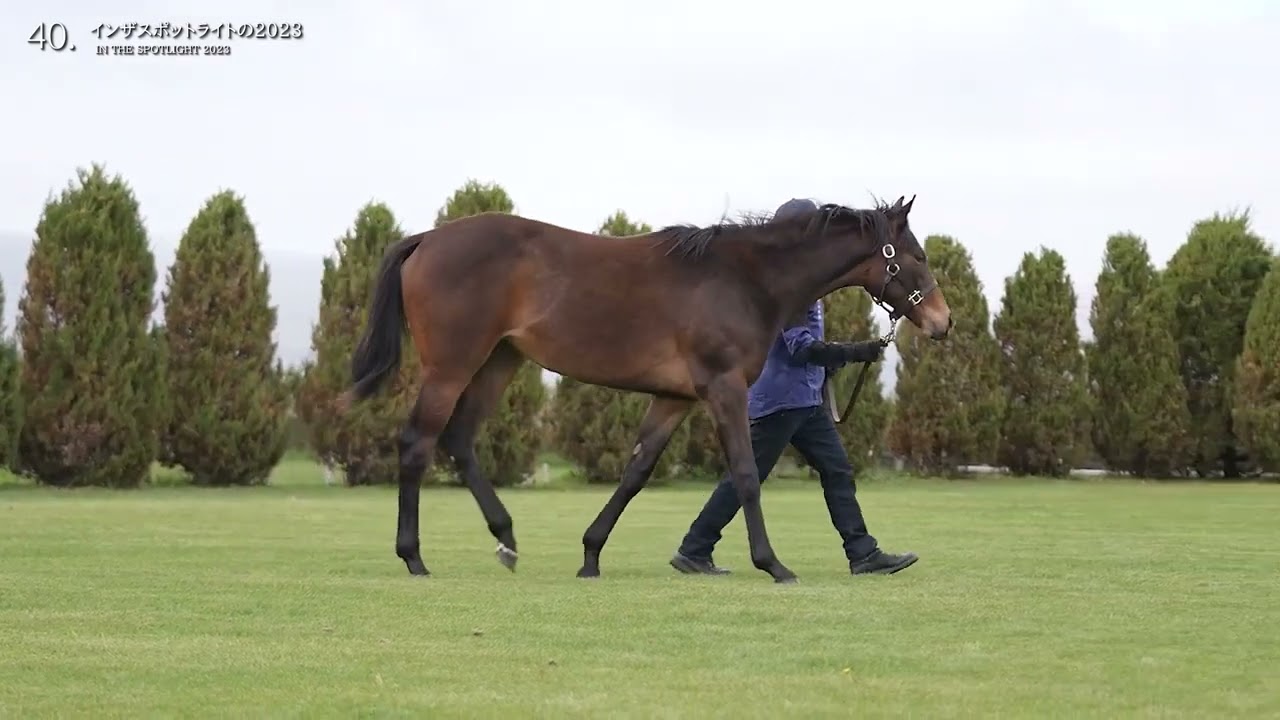 セレクトセール2024 上場馬情報 | LAKE VILLA FARM