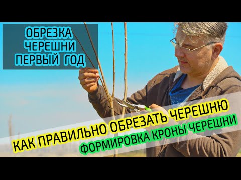Video: Cherry Ovstuzhenka: çeşitli açıklama ve fotoğraf