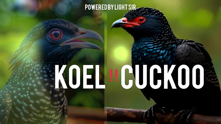 Common Cuckoo chick ejects eggs of Reed Warbler out of the nest by light sir #koel #wildlife#cockoo