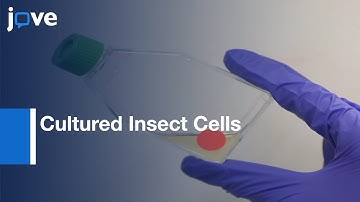 Transient Expression & Cellular Localization: Recombinant Proteins: Insect Cells l Protocol Preview