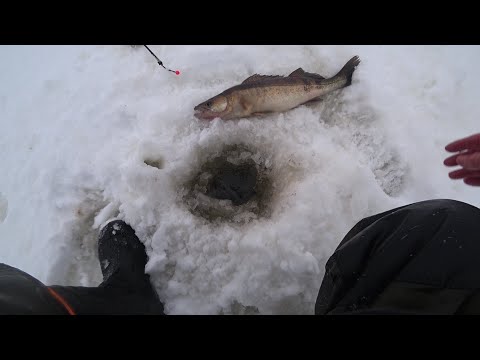 Корюшка. Судак. Форт Первомайский. Рыбалка 19.02.24.