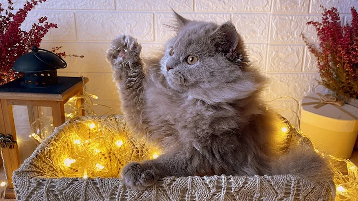 Video 7013581: british longhair cat kittens, cute british longhair kitten, british longhair lilac