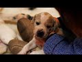 Cuddling Dogs Makes Them Feel Happy | Wonderful World of Puppies | BBC Earth