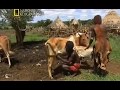 Дикая Африка Жизнь племени Хамар Документальный фильм