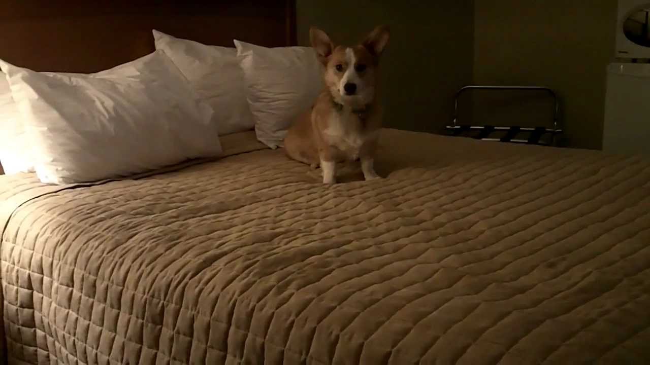 corgi bed