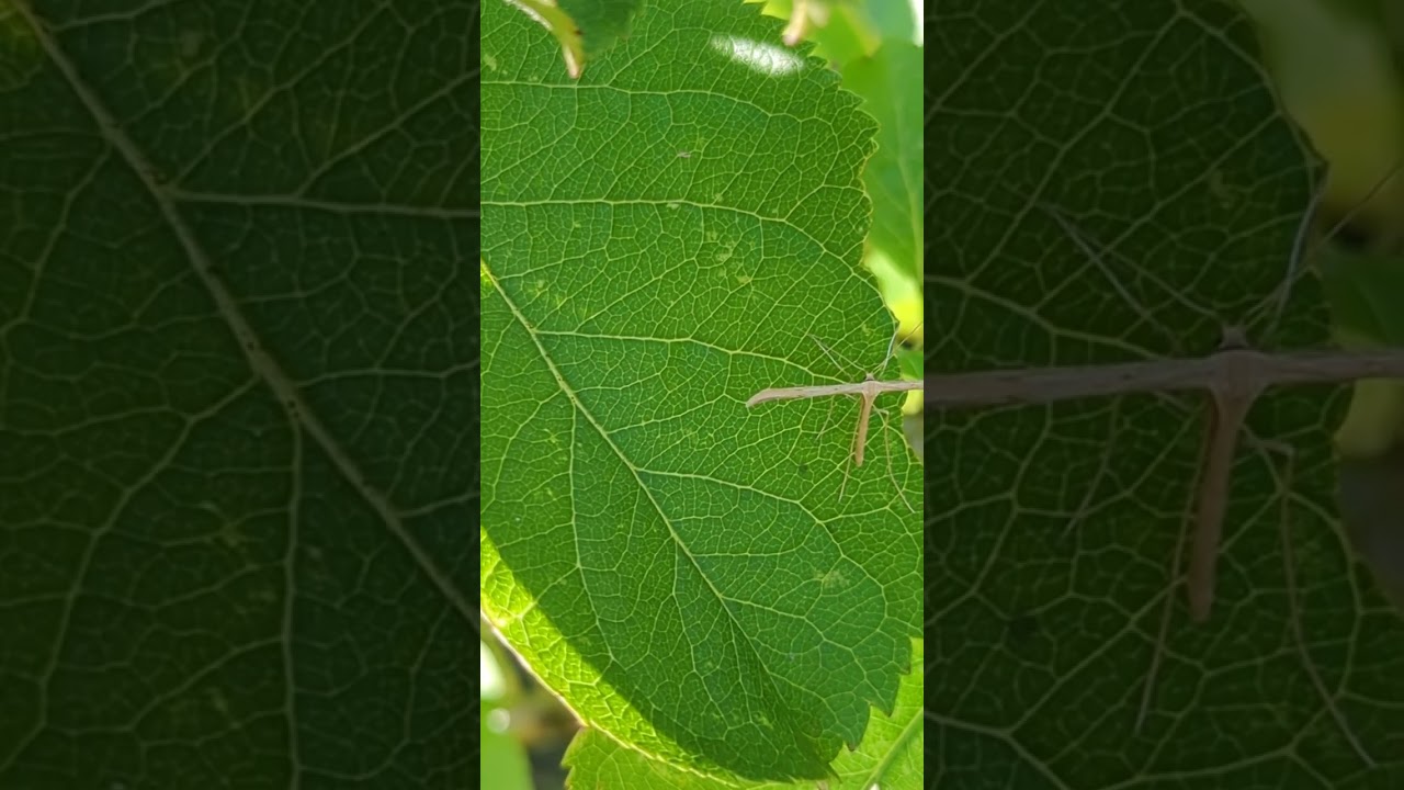A bizarre- looking Common Plume Moth on an apple tree