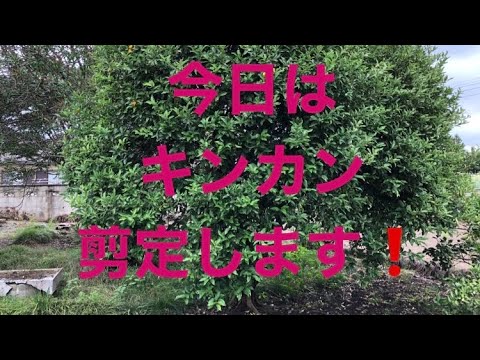 今日の午後はキンカン剪定 Youtube