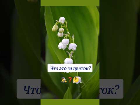 Как называется этот цветок? 🤔 #вопросы #эрудиция #эрудитплюс