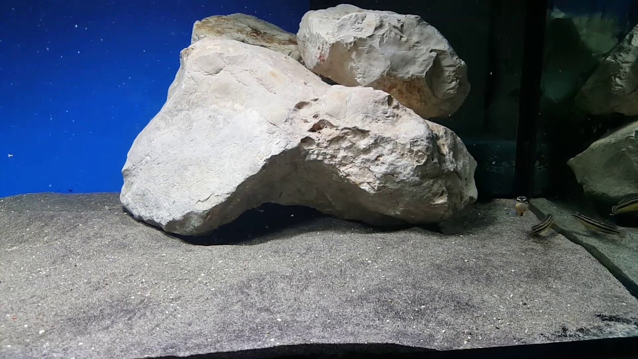camera iphone 8 plus apk julidochromis marksmithi kipili