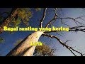 BAGAI RANTING YANG KERING LIRIK||dangdut koplo enak..