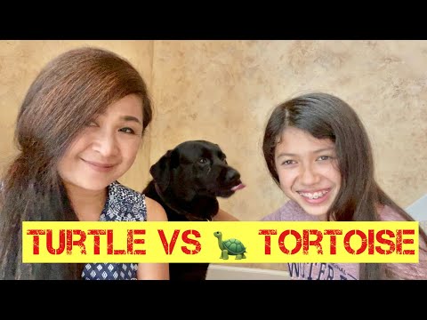 Turtle VS Tortoise ต่างกันยังไง 