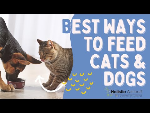 Are You Feeding Your Cats & Dogs the Right Way?