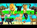 Big Cat Week - Zoo Animals Lion Tiger Leopard Elephant Buffalo Sloth Bear Ibex 13+