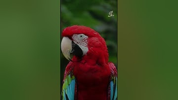 تلاوة خاشعة (  سورة المعارج  )