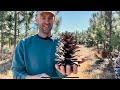 Farm tour blueberries longleaf pines satsuma oranges  uga research i perennial garden