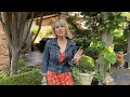 GARDEN TOUR: Spectacular Small Patio Home Backyard | Linda Vater