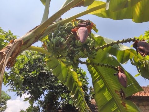Ajaib Buah Pohon Pisang di Tuban Ini YouTube Ajaib Buah Pohon Pisang di Tuban Ini YouTube