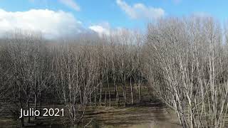 paseando por Hualqui