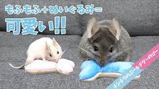 チンチラ デグー 骨のおもちゃで犬みたいに遊ぶ姿がただただ可愛い Chinchilla And Degu 今更ながらまとめてみた