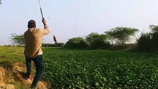 Amazing Catching rohu fishes in village pond||Rohu fishes catching with big hook