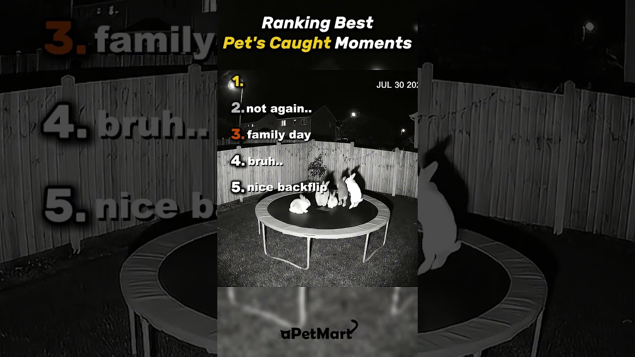 Top 5 Pets Cats Cat Funnyanimals Animals Funnypets Catcore Catsofinstagram Fyp Cute