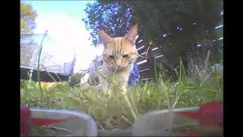 Blade Inductrix Plus ++ First Flights