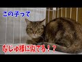 【62多頭崩壊組】流血事件ありの怖がりだったあの子は？
