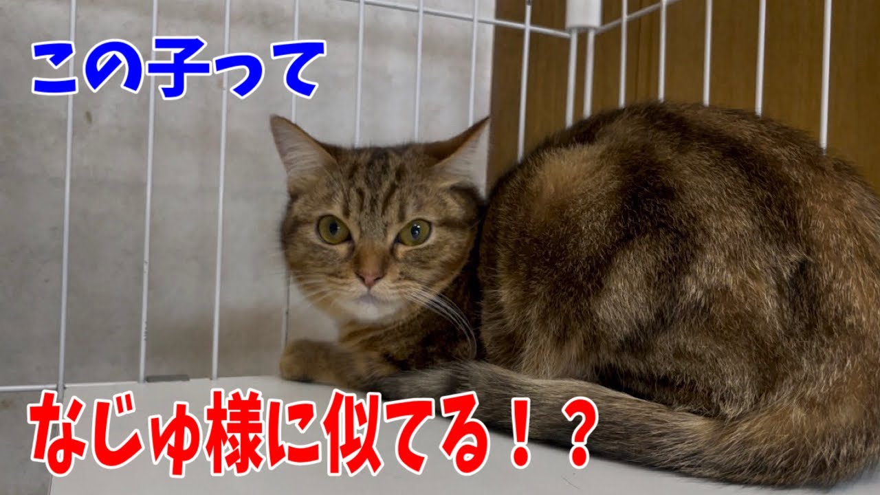 【62多頭崩壊組】流血事件ありの怖がりだったあの子は？