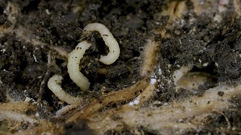 Rootworm Week: Episode 2- Insight into how to defeat it