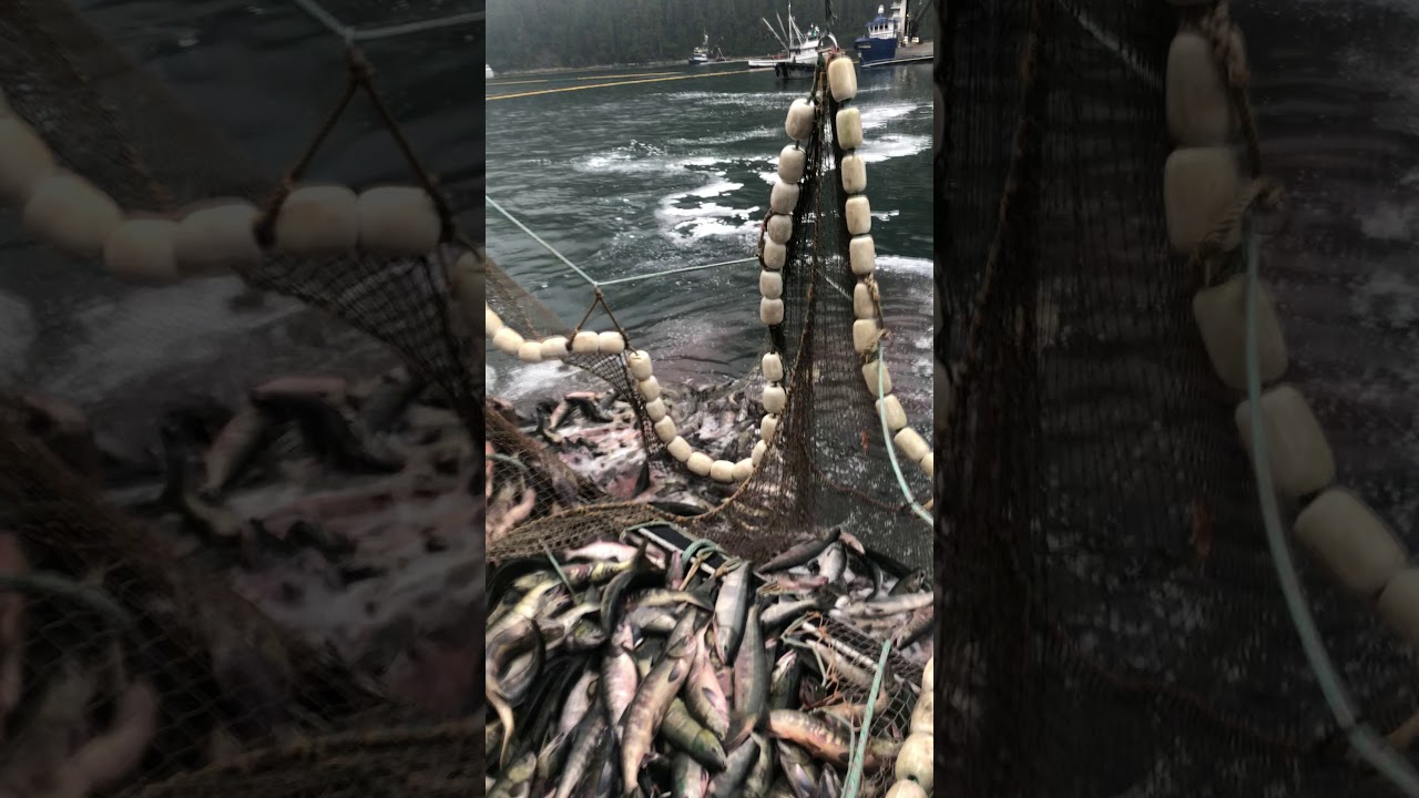 Crawfish 2019 Southeast Alaska Salmon Seine