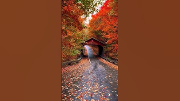 Autumn Season Michigan | #beautifulview #viralshorts