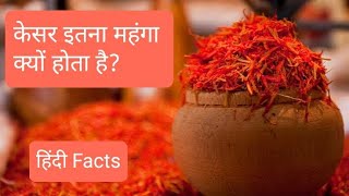 केसर इतना महंगा क्यों होता है Why is saffron so expensive Latest Facts in Hindi