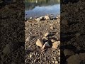 Molas Lake near Silverton, CO