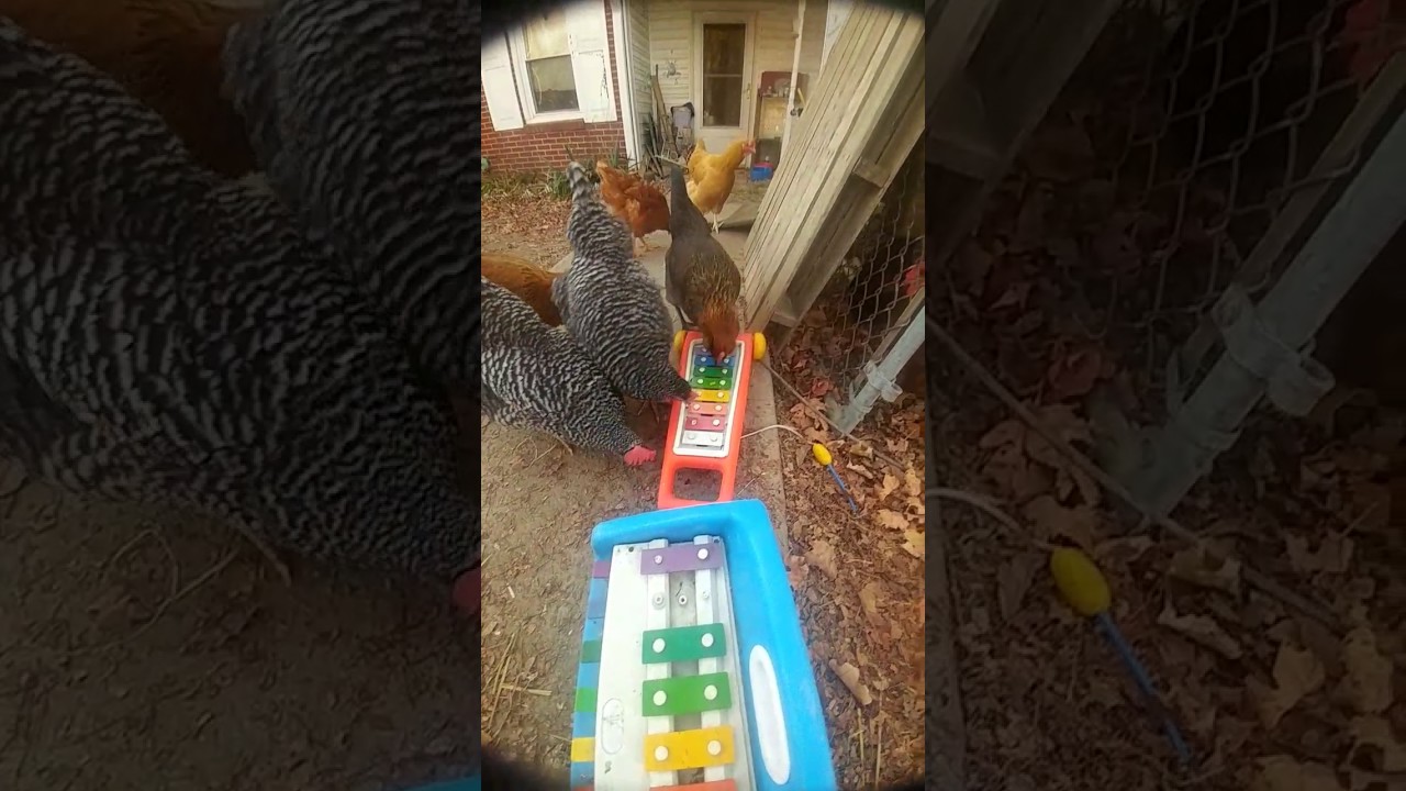 How to Teach Chickens to Play the Xylophone YouTube