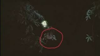 Merending Memburu Burung Ketemu Kunti  Kuntilanak