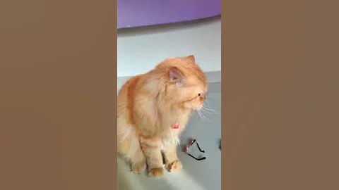 Video 4494431: tabby cat persian, tabby male persian, tabby cat playing, persian cat love, persian kitten