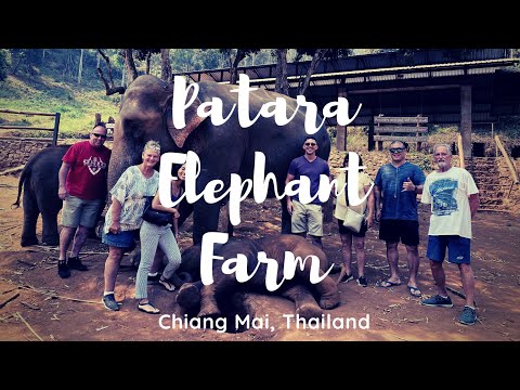치앙마이 코끼리 여행 | Patara Elephant Farm | Good View restaurant | Chiang Mai | VLOG Ep. 14. Feb 2020 HD