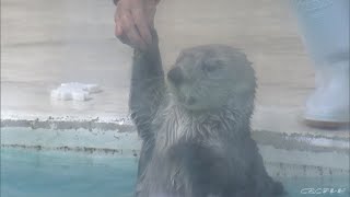 イカやホタテがのったバースデーケーキ!?　水族館の人気者に誕生日プレゼント