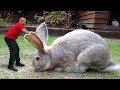 Meet giant 4ft Rabbit Darius | World's Biggest Rabbit 2018 | BIGGEST Rabbit In The World 2018