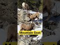 Beautiful Mountain Goat