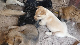 Puppies Are Strong Enough To Eat And Walk By Themselves by Animals007 397 views 3 weeks ago 4 minutes, 24 seconds