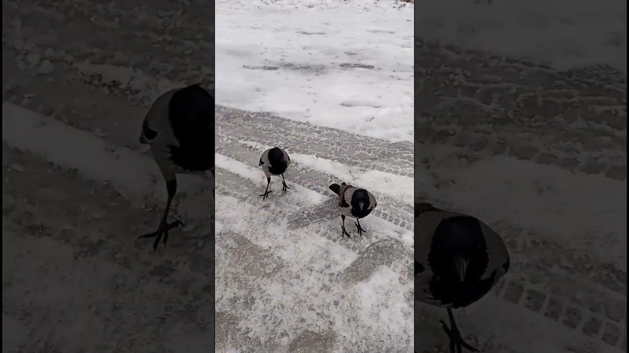 Boss Crow is already showing his spring territorial behaviour + Siblings with color defect 🤔