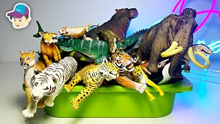 Big Cats Week Sea Animals Marine Reptiles Tiger Prehistoric Animals Cheetah Shark Whale Smilodon