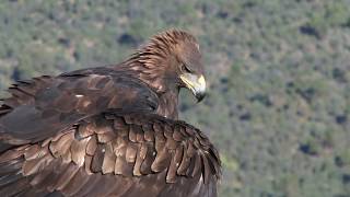 Golden Eagle   V  Vulture :