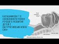 Калашникова ТП «Особенности психо-речевого развития детей с обструктивным апноэ сна&quot;